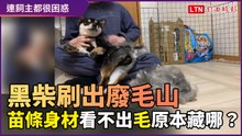 黑柴刷出廢毛山！連飼主都在困惑毛到底來自哪