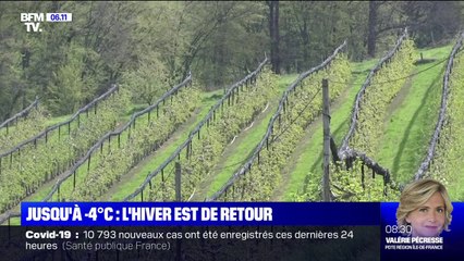L'inquiétude des arboriculteurs avec le retour du froid et du gel