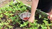How To Make Strawberry Lemonade Jello Shots Recipe