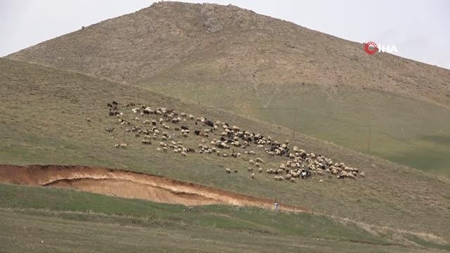 Yüksekova'da karların erimesiyle koyunlar meralara çıkmaya başladı
