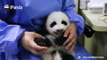 熊猫宝宝的肉爪爪有多萌