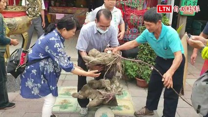 向北玄宮玄天上帝祝壽 信徒呈上73台斤大山藥、68台斤大南瓜