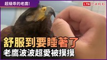 老鷹像小寶寶被哄睡！ 摸摸嘴巴就舒服到打瞌睡