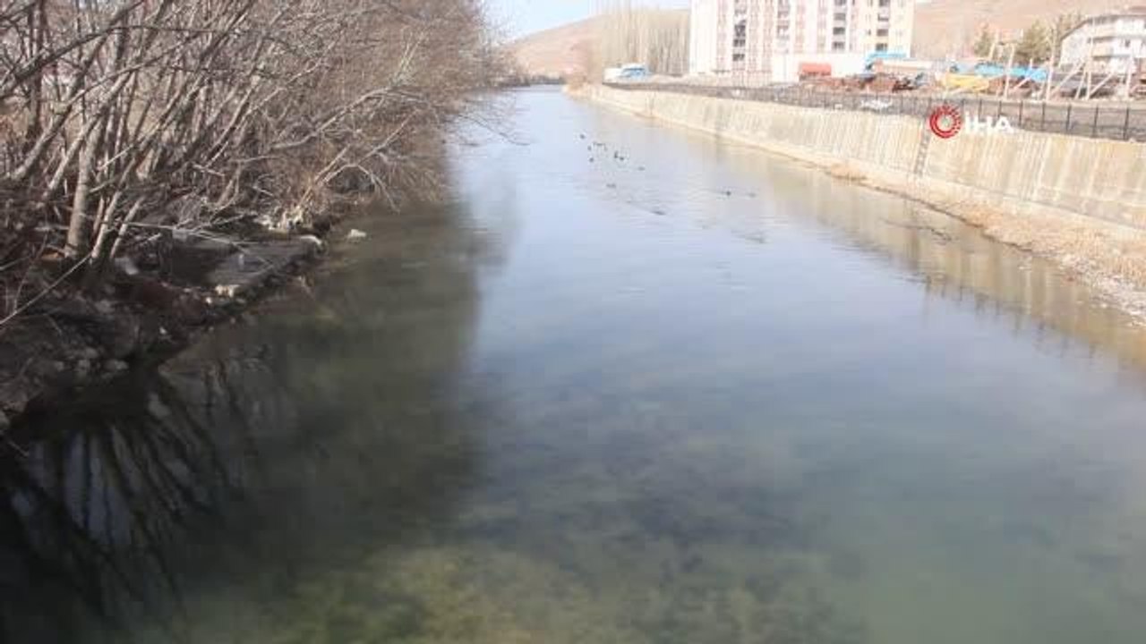 Son dakika haberi: Yeşilbaşlı gövel ördekler Çoruh Nehrini renklendiriyor