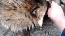 Кружочек и кусь