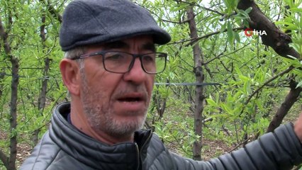 Erkenci şeftali geç kalacak, ilk hasat haziran sonu yapılabilecek