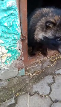 Кружочек выходит из своей кануры