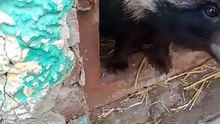 Кружочек выходит из своей кануры