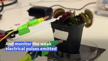 Rise of the 'robo-plants', as scientists fuse nature with tech