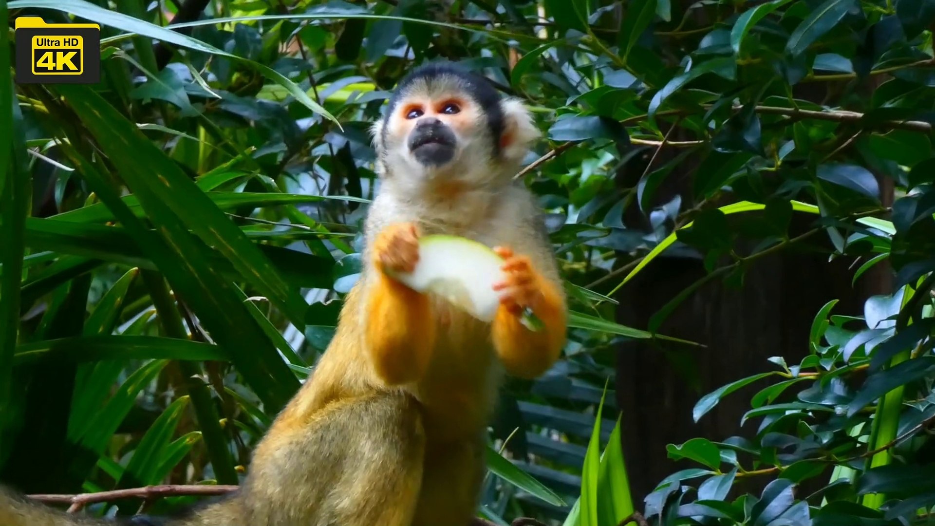 4k video / 4k funny monkey  Eat Fruits