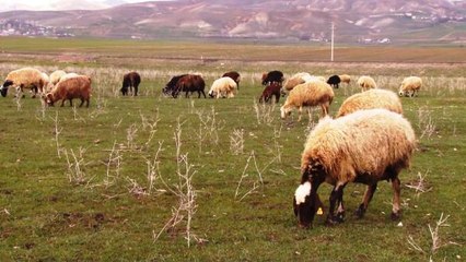 MUŞ OVASI YEŞİLE BÜRÜNDÜ, KÜÇÜKBAŞ HAYVANLAR MERAYA ÇIKARILDI