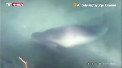 Nesli tükenmekte olan Akdeniz foku Çayağzı Limanı’nı ziyaret etti