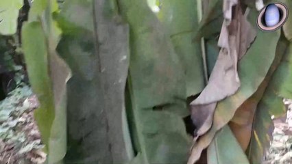 Ghost House * Horror Story * Terrible Ghost caught on camera