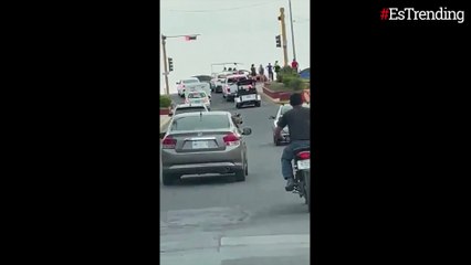Tigre de bengala es visto en las calles de México