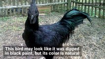 This Weird Goth Chicken Has Black Bones, Organs, and Meat