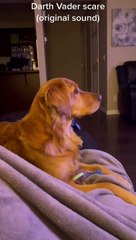Ce chien a peur de Dark Vador