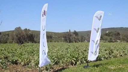 Son dakika haberleri | Uluslararası Urla Enginar Festivali çevrim içi düzenlenecek