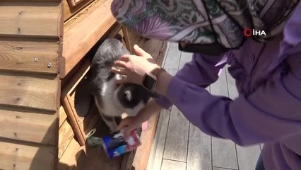 Yaralı sokak kedisi 'peşo'yu sahiplendi, 5 bin lira değerinde 14 kediye dubleks ev yaptı