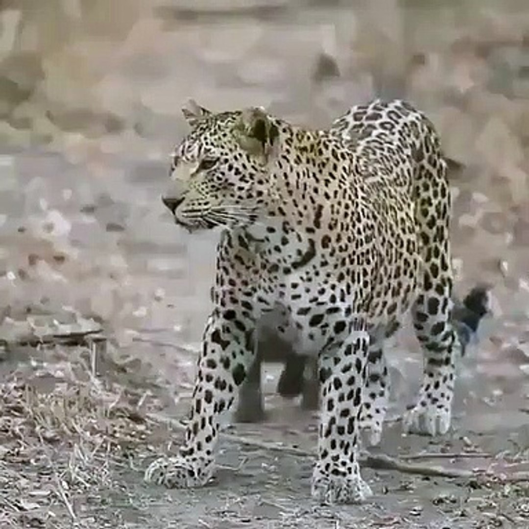 Best videos, Top videos, Viral videos Funny videos no. 95