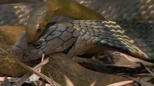 Cenas Incríveis De Babuínos Acabando Na Boca De Leões // Serpente Mata E Come Oponente
