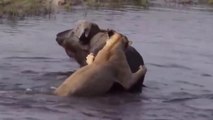 Búfalo Na Água Se Salva Mas Gnu Não Teve Sorte // Rei Vencido Pela Astúcia // Esses Pelicanos Parecem Mísseis