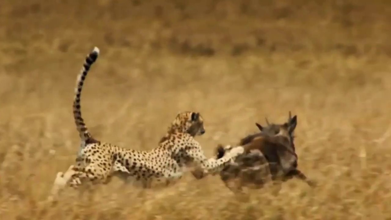 Chita Em Excelente Caçada A Gnu // Girafas Se Digladiando // Leoa Treinou Mas Não Contou Com O Mijo