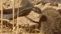 Gnus Se Dão Mal Com Crocodilos // Ouriço-Cacheiro Enfrenta Serpente E Salva Lagarto