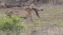 Guepardos Em Caça A Javalis // Zebra Em Impressionante Ajuda No Parto A Outra Zebra