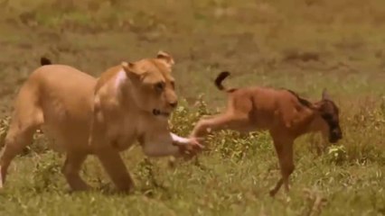 Leões Vs Filhotes de Gnus Em Diferentes Destinos // O Incrível Ataque E Salto Enorme Do Tubarão Branco