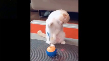 fun cat try  not laugh animal fun