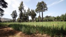 المغرب يسعى لاستخدام القنب الهندي من خلال تقنين زراعة النبتة المخدرة