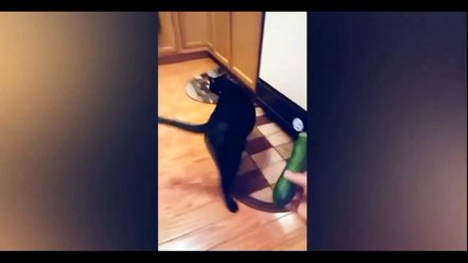 Cats vs cucumbers funny selection