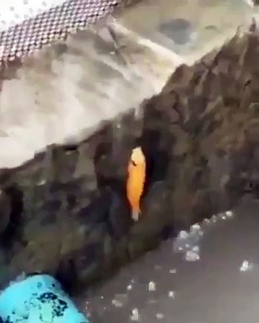 Best videos, Top videos, Viral videos Funny videos no. 37