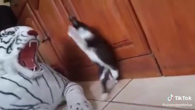 Cat vs Tiger | Cat Scared of Stuffed Tiger | Funny Cat | Cute Cat | Toy Tiger Scares Cat