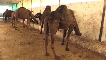 Son dakika haber | Geleneksel lezzeti "İncirliova deve sucuğu"na coğrafi işaret tescili