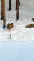 Pair of Foxes Playing in the Snow