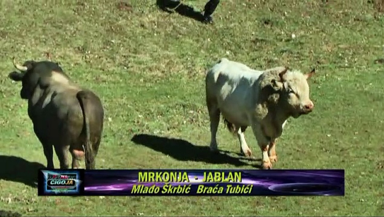 JABLAN MRKONJA VLASINJE 2021