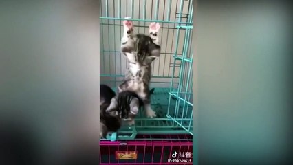 Tiktok cute CATS funny video compilation 2019 720 x 1280