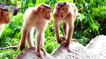 Fight between snake and monkey | funny funny