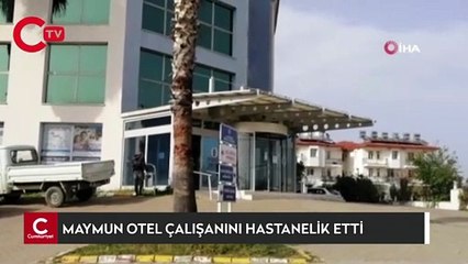Maymun otel çalışanını hastanelik etti