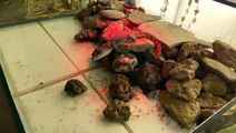 Adana'da bodrumunda timsah besleyen esnaf ekipleri şaşkınlığa uğrattı