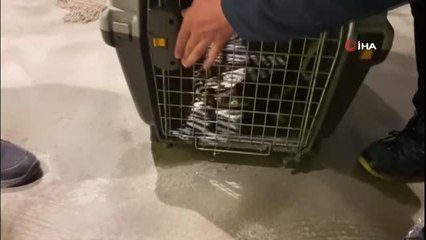 Şehrin göbeğinde beslenen timsaha el konuldu