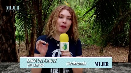 Vida animal | Perros para apartamentos - Nex Panamá