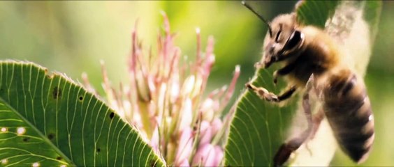 Un Mondo in pericolo - MORE THAN HONEY  - TRAILER