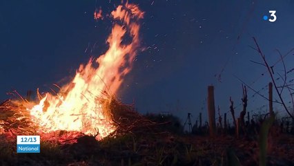 Gel : une première nuit d'angoisse dans les vignobles et les vergers