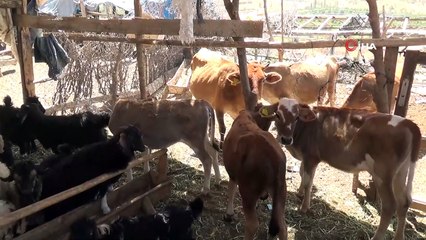 Siirt’te büyük ve küçükbaş hayvanlar için küpeleme başladı