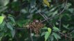 Birds of prey for insects and enjoy them on a twig 2021#Birds