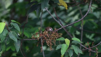 Birds of prey for insects and enjoy them on a twig 2021#Birds