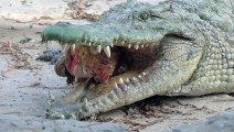 Crocodiles prey on fresh meat 2021#Crocodile