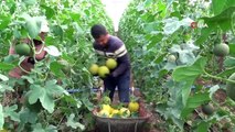 Ocak Ayında Ekilen Kavunların Hasadı Başladı